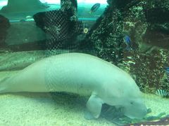 -悉尼海洋生物水族馆