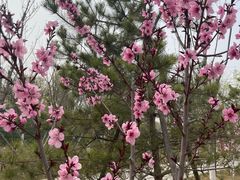 -永定河休闲森林公园