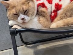 -伟伟宠物医院·CT影像中心·瑞派犬猫综合性门诊(汉口总院)