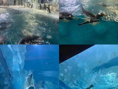 -珠海长隆海洋王国