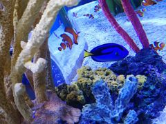 -瑞普利水族馆