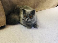 -猫和宫(六道口店)