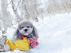 -超宠爱宠物摄影-Super pet