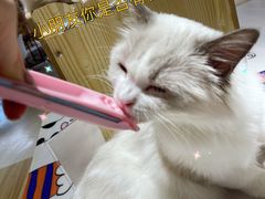 -藏猫猫咖啡主题馆(中央大道店)