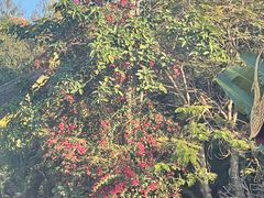 -曼听御花园