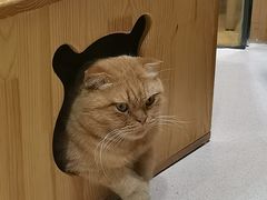 -藏猫猫咖啡主题馆(中央大道店)