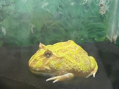 -上海大自然野生昆虫馆(东方明珠·爬宠昆虫探索中心)