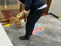 -东莞宠友24H宠物中心医院·转诊夜诊·异宠(新河北路院)