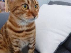 -Heymao猫咖.咖啡厅(东门店)