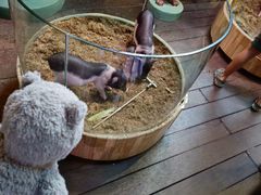 -正佳雨林生态植物园