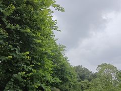 -神仙树公园