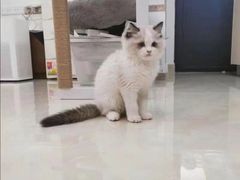 -喜猫·猫舍·洗护寄养