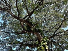 -Cheevit Cheeva(Sirimangkalajarn)