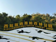 -西双版纳原始森林公园