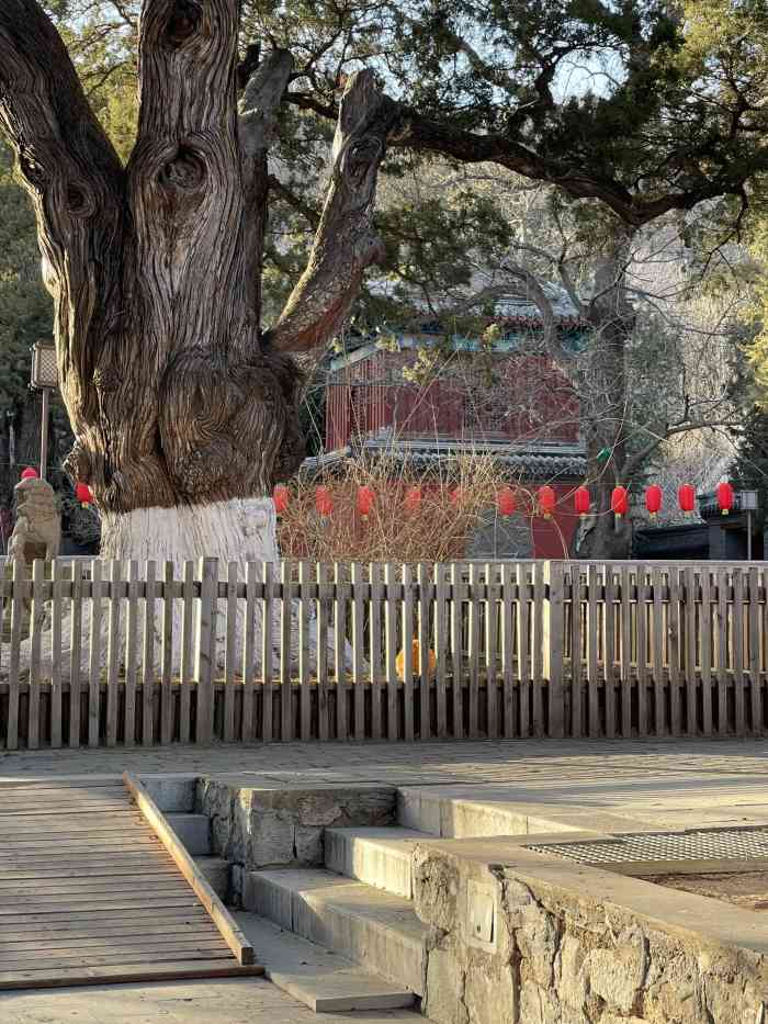 敕建大觉禅寺-"驱车前往京西大觉寺,无堵车之烦恼,千年银.