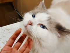 -滚猫咖啡·猫咖·猫友好撸猫(未来城店)