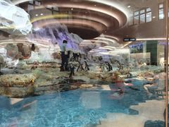 -帝企鹅自助餐厅•儿童岛•真企鹅(长隆企鹅酒店)