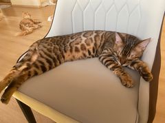 -猫腻·猫咖·撸猫馆(星光大道店)
