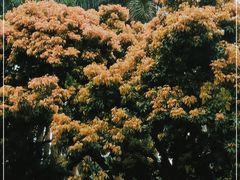 -金花茶公园