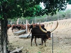 -清迈夜间动物园