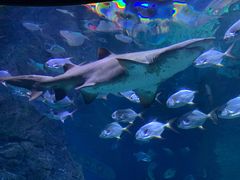 -暹罗海洋世界