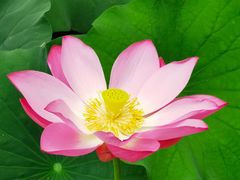 -石家庄市植物园