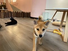 -浣熊柯尔鸭土拨鼠·电玩咖