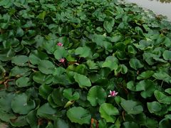 -素心斋素食餐厅