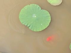 -大湾区中央湿地公园