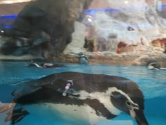 -帝企鹅自助餐厅•儿童岛•真企鹅(长隆企鹅酒店)