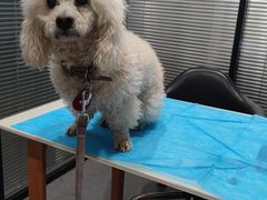 -伟伟宠物医院·CT影像中心·瑞派犬猫综合性门诊(汉口总院)
