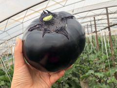 采摘茄子-庞各庄翠芳园西瓜蔬菜基地采摘园