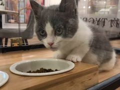 -袖虎·猫馆(体育西路店)