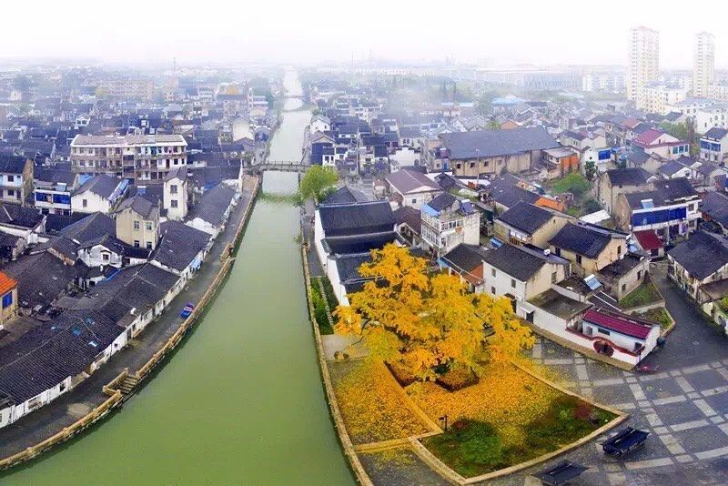 宜兴周铁镇周铁村老城隍庙的古银杏