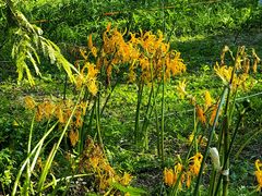 -国家植物园南园