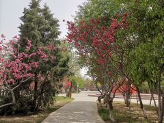 -桃花堤公园