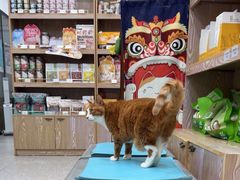 -四月宠物医院·猫专科·心脏专科·内科(转塘店)