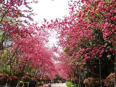 -洛龙公园