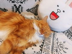 -平行世界·猫咖(首经贸店)