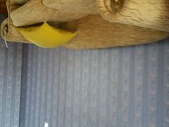 -金山农民画村-枫泾波兰倒置屋
