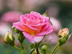 -人民公园(罗湖区)