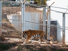 -青藏高原野生动物园