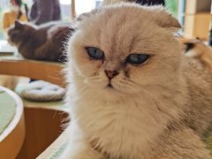 -CAT’S MEWSTAR CAFE·喵星球猫屋(晴湾咖啡店)