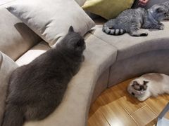 -啵啵喵·猫咖(攀华国际店)