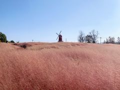 -羊亭河湿地公园