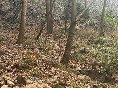 -黔灵山公园