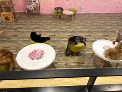 -喵匠猫主题咖啡(凯德和平广场店)