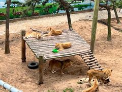 -西霞口神雕山野生动物世界