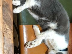 -李小姐の猫咖啡馆(五角场店)