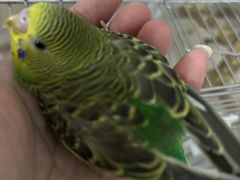 -立德异宠动物医院.兔鸟爬.内窥镜(天河店)